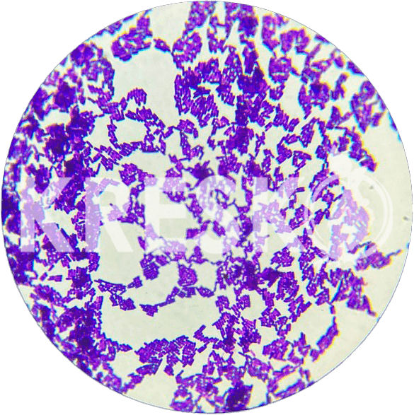 Bacillus velezensis